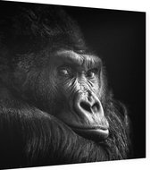 Gorilla op zwarte achtergrond - Foto op Dibond - 80 x 80 cm