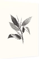 Kastanje zwart-wit (Leaf of Chestnut) - Foto op Dibond - 60 x 80 cm