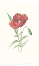 Grote Klaproos (Scarlet Poppy) - Foto op Dibond - 60 x 90 cm