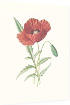 Grote Klaproos (Scarlet Poppy) - Foto op Dibond - 30 x 40 cm