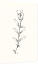 Rozentak zwart-wit Schets (Rose Branch) - Foto op Dibond - 60 x 90 cm
