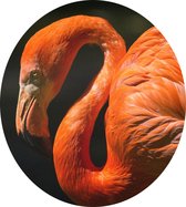 Flamingo op zwarte achtergrond - Foto op Dibond - ⌀ 30 cm