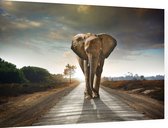 Olifant op weg - Foto op Dibond - 90 x 60 cm