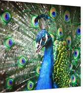Imposante Pauw met kleurrijk verendek - Foto op Dibond - 40 x 40 cm