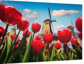 Nederlandse tulpen voor de molens van Amsterdam - Foto op Dibond - 90 x 60 cm