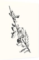 Genisteae zwart-wit (Broom) - Foto op Dibond - 30 x 40 cm