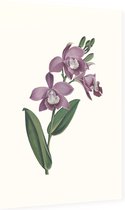 Orchidee Aquarel 1 (Orchid) - Foto op Dibond - 60 x 90 cm
