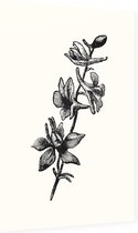 Ridderspoor zwart-wit (Larkspur) - Foto op Dibond - 60 x 90 cm
