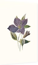 Clematis (Purple Clematis White) - Foto op Dibond - 40 x 60 cm