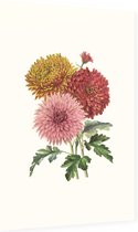 Chrysanten Aquarel (Chrysanthemum) - Foto op Dibond - 40 x 60 cm