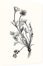 Knolboterbloem zwart-wit (Bulbous Buttercup) - Foto op Dibond - 30 x 40 cm