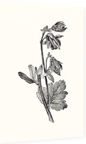 Akelei zwart-wit (Columbine) - Foto op Dibond - 60 x 90 cm