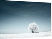 Boom in het sneeuwlandschap - Foto op Dibond - 90 x 60 cm