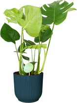 Kamerplant van Botanicly – Gatenplant in blauw ELHO plastic pot als set – Hoogte: 75 cm – Monstera Deliciosa