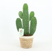 Cactus van Botanicly – Opuntia Consolea in zeegras pot als set – Hoogte: 30 cm