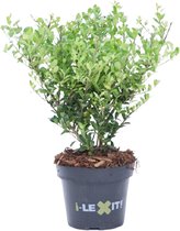 Ilex crenata 'Dark Green' - Japanse hulst - Struikvorm - Planthoogte: 20-30 cm - Pot Ø 14 cm (1 liter)