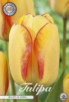 10 x Tulpen | Beauty of Spring