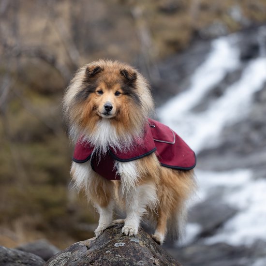 L'élianne ®: Honden Regenjas- Regenjas Hond - Hondenkleren - Hondenkleding - Honden Regenjassen - SIZE S