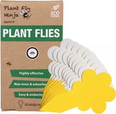 Plant fly Ninja - Mouches végétales - Mouches tristes