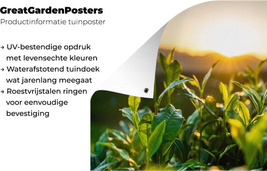 Tuinposter 180x120 cm - Tuindecoratie Zon verlicht de bladeren van theeplanten op een theeplantage - Poster voor in de tuin - Buiten decoratie - Schutting tuinschilderij - Tuindoek muurdecoratie - Wanddecoratie balkondoek
