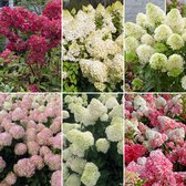 6x Pluimhortensia Hydrangea paniculata - Mix 'Summer Vibes' roze-wit-groen