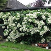 Plant in a Box - Set van 3 Hydrangea 'Petiolaris’ - Klimhortensia - Pot 9cm - Hoogte 25-40cm