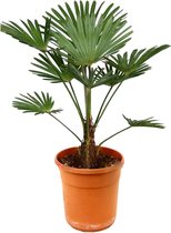 Plant in a Box - Trachycarpus Wagnerianus - Aziatische Waaierpalm - Pot ⌀24 cm -Hoogte ↕ 55-65cm