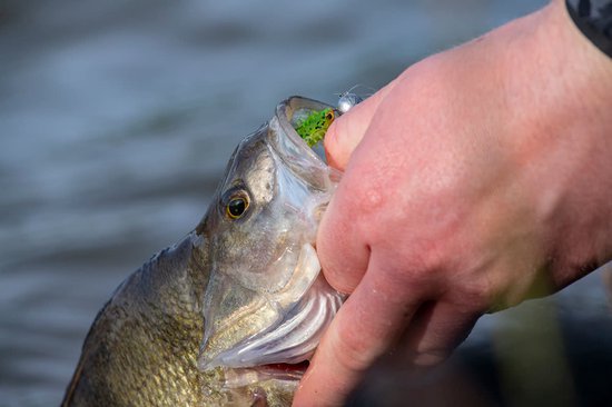 Fox Rage Micro Jig Heads - Haak 2 (5 pcs) van Fox Rage — afbeelding 3