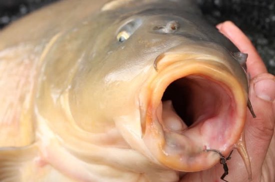 Korda - Mixa Hook - Maat 6 - Zwart van Korda — afbeelding 4