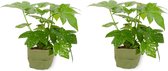 2x Kamerplant Fatsia Japonica – Vingerplant - ± 25cm hoog – 12 cm diameter - in groene sierzak