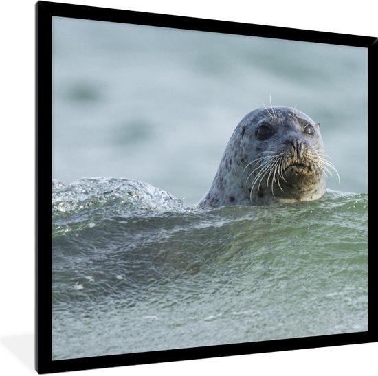 Cadre photo avec affiche - Mer du Nord - Phoque - Water - 40x40 cm - Cadre pour affiche