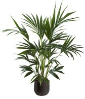 Kentia Palm in sierpot - hoogte ↕110 cm