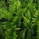 25 x Polypodium vulgare - Eikvaren in 9x9cm pot met hoogte 5-10cm