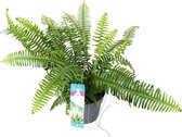 Plant in a Box - Nephrolepis Exaltata - Emerald Queen - Luchtzuiverende Varen - Pot ⌀17cm - Hoogte ↕ 40-50cm