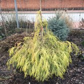 Chamaecyparis lawsoniana 'Karaca' - Schijncipres - Planthoogte: 40-50 cm - Pot Ø 19 cm (3 liter)