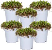 6 x Match & Moss ‘Black’- Buitenplant - Bodembedekker - ⌀13 cm - ↕10-15 cm