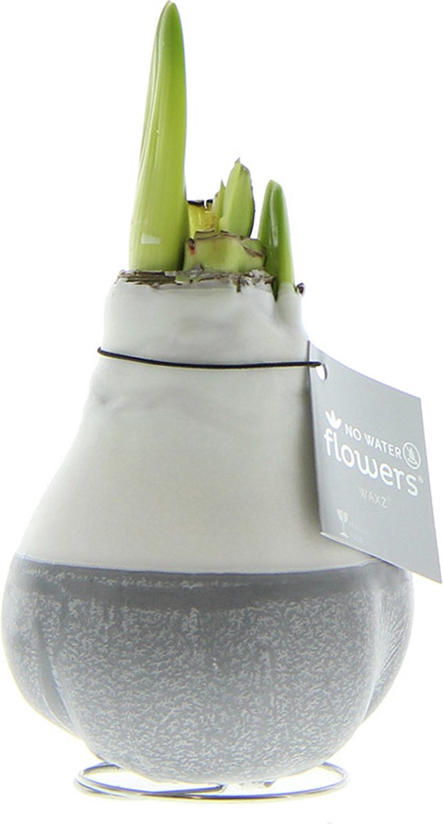Wax Amaryllis Dipz Grijs | Prachtige Wax Amaryllis voor in huis | Rood