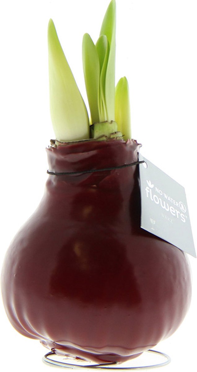 Wax Amaryllis Bordeaux | Prachtige Wax Amaryllis voor in huis | Rood
