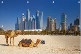 Kamelen op Jumeirah strand voor de skyline van Dubai - Foto op Tuinposter - 120 x 80 cm