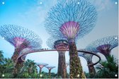 De bomen van Gardens by the Bay in Singapore bij daglicht - Foto op Tuinposter - 90 x 60 cm