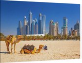 Kamelen op Jumeirah strand voor de skyline van Dubai - Foto op Canvas - 150 x 100 cm