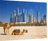 Kamelen op Jumeirah strand voor de skyline van Dubai - Foto op Plexiglas - 90 x 60 cm