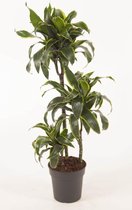 Kamerplant van Botanicly – Drakenboom – Hoogte: 100 cm – Dracaena derem. Dorado