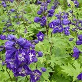 6x Delphinium Pacific ‘King Arthur’ - Ridderspoor - Pot 9x9 cm