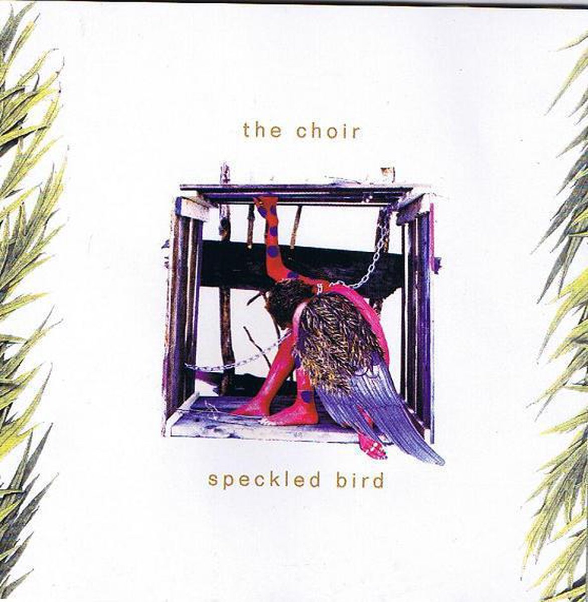 Speckled Bird