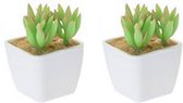 Mini Vetplantjes Stekel - Wit / Multicolor - Kunststof / Keramiek - 5 x 5 x 7 cm - Set van 2 - Plantjes