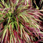 Hakonechloa macra 'Beni-kaze' - Japans berggras - Pot 17 cm (2 liter)