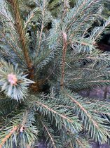 Picea omorika in Mand - 100 cm