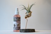 Luchtplantjes | Tillandsia in schelp - incl. verzorgingsspray