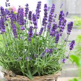 12x Lavandula angustifolia 'Hidcote' - Echte lavendel - Pot Ø9cm - 2x sixpack